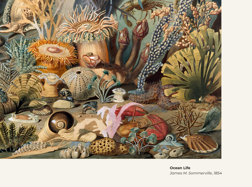 La vie océanique – James M. Sommerville, avec légende titre et artiste