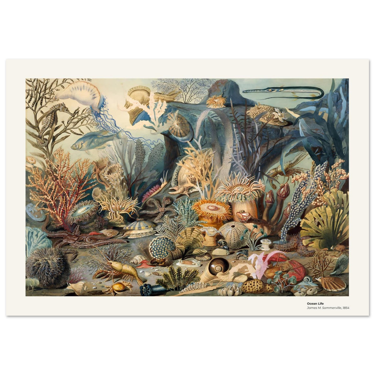 La vie océanique – James M. Sommerville, détail de la reproduction