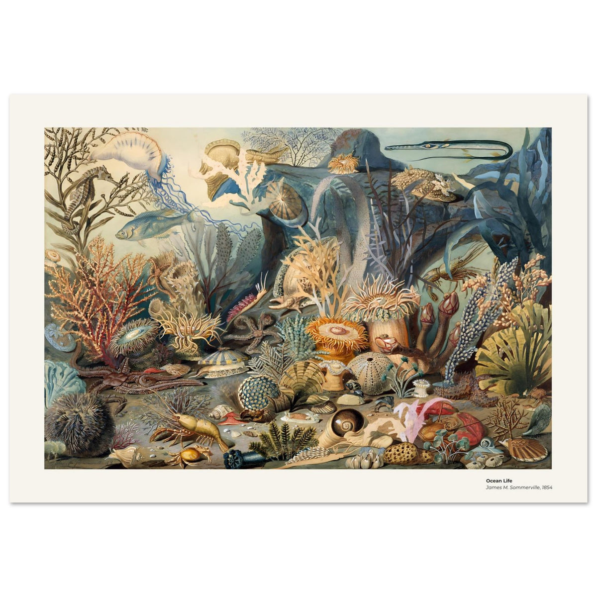 La vie océanique – James M. Sommerville, reproduction d'art
