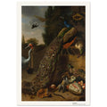 Paon – Melchior d'Hondecoeter, détail de la reproduction
