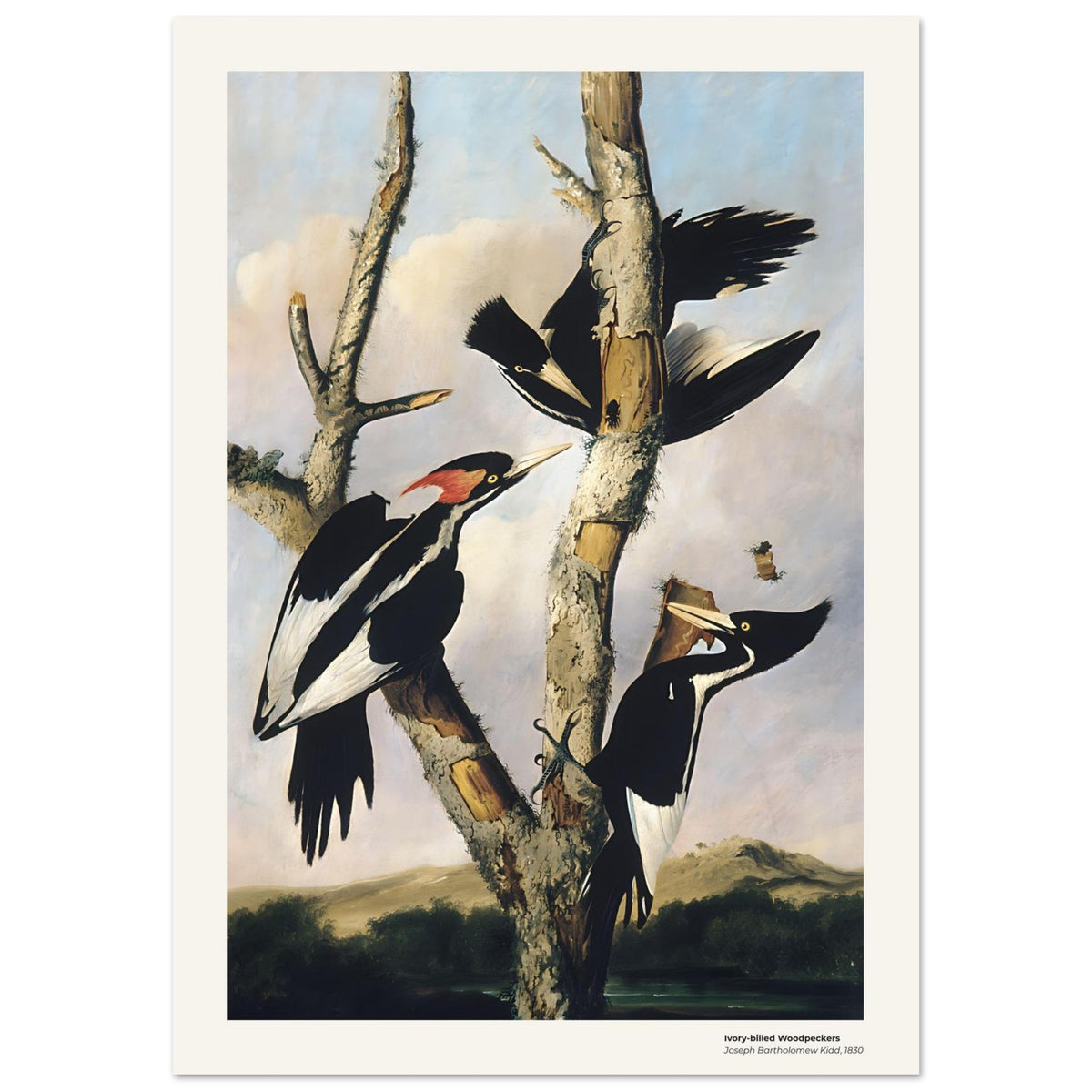 Pics à bec ivoire – Joseph Bartholomew Kidd, reproduction d'art