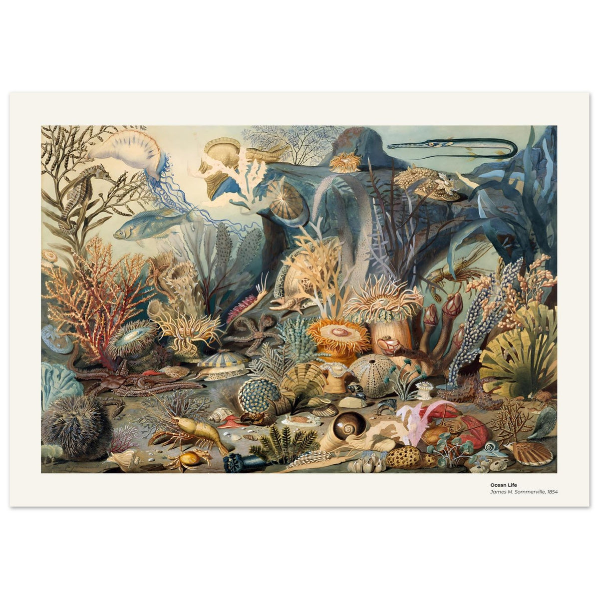 La vie océanique – James M. Sommerville, détail de la reproduction