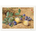 Prunes – John William Hill, détail de la reproduction