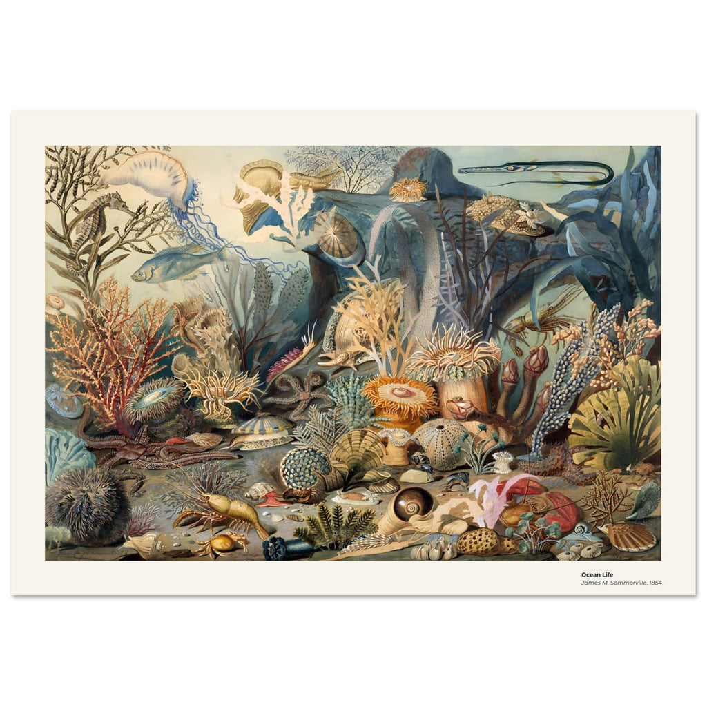La vie océanique – James M. Sommerville, détail de la reproduction