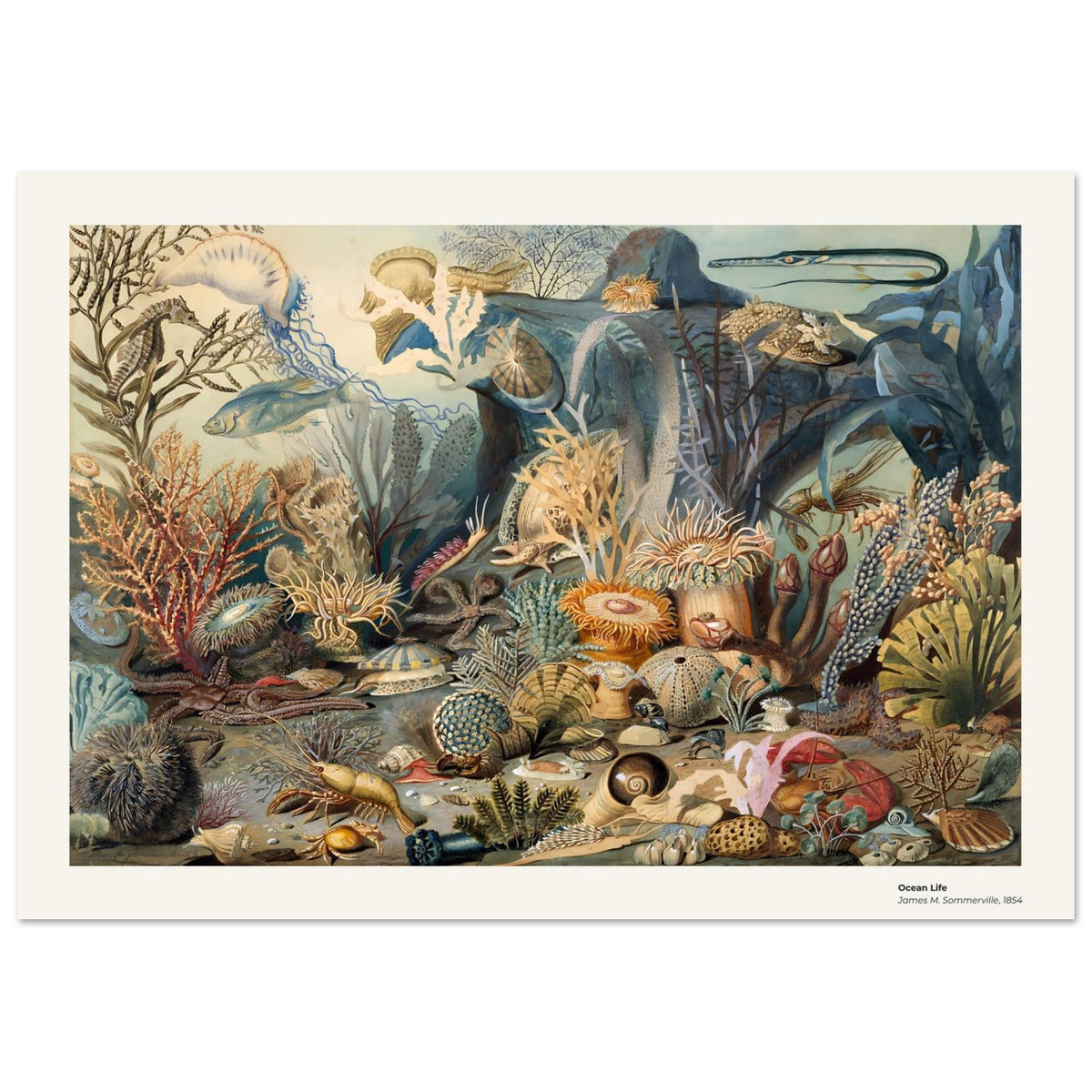 La vie océanique – James M. Sommerville, détail de la reproduction